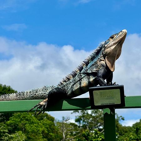 An Abundance Of Wildlife At Jungle Glory Home Abajo Manuel Antonio Exterior photo