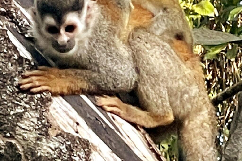 An Abundance Of Wildlife At Jungle Glory Home Abajo Manuel Antonio Exterior photo