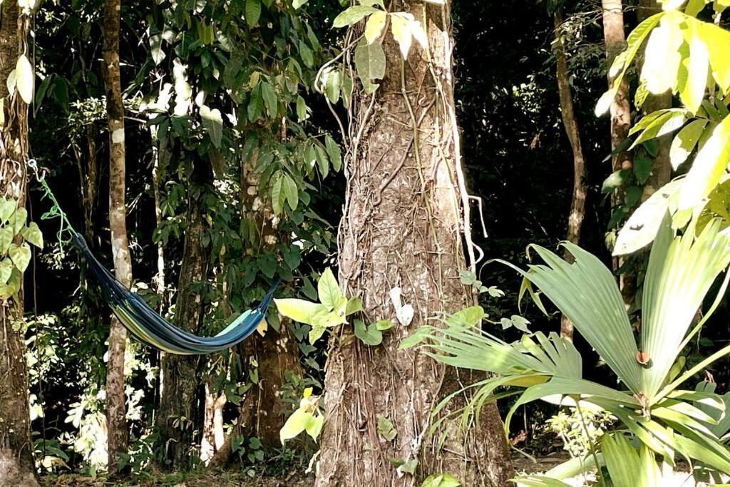 An Abundance Of Wildlife At Jungle Glory Home Abajo Manuel Antonio Exterior photo