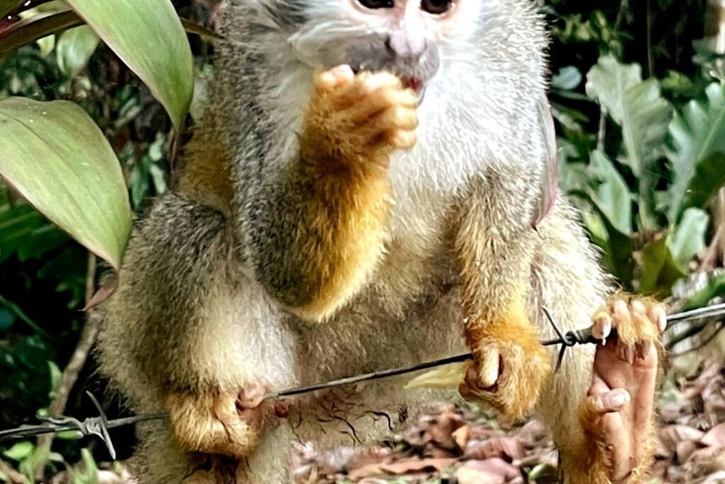 An Abundance Of Wildlife At Jungle Glory Home Abajo Manuel Antonio Exterior photo