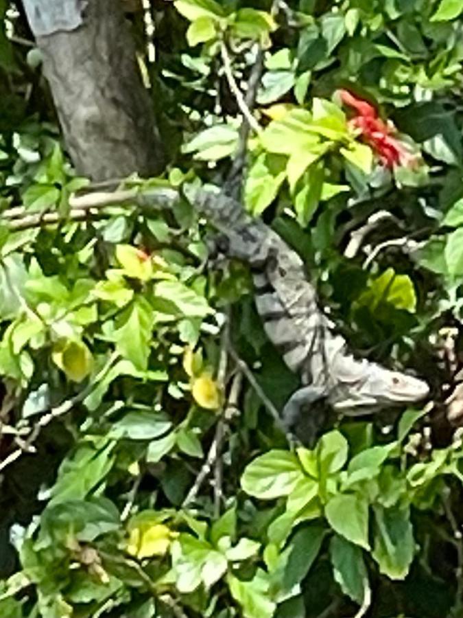 An Abundance Of Wildlife At Jungle Glory Home Abajo Manuel Antonio Exterior photo