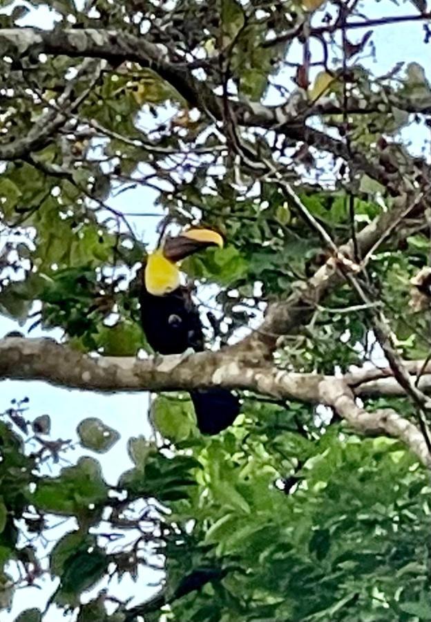 An Abundance Of Wildlife At Jungle Glory Home Abajo Manuel Antonio Exterior photo