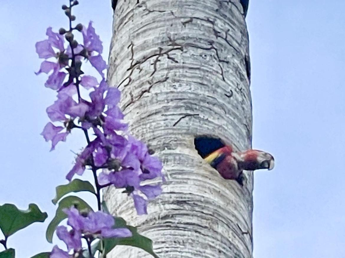 An Abundance Of Wildlife At Jungle Glory Home Abajo Manuel Antonio Exterior photo