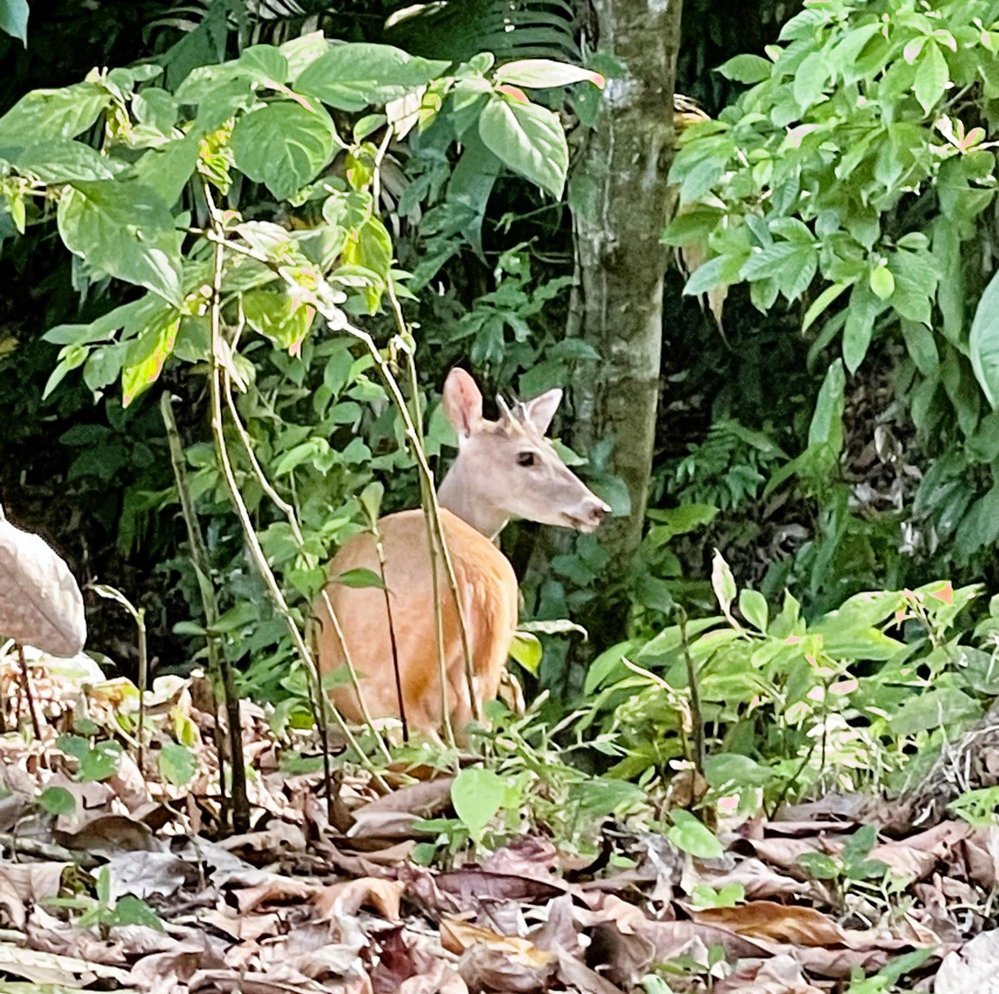 An Abundance Of Wildlife At Jungle Glory Home Abajo Manuel Antonio Exterior photo