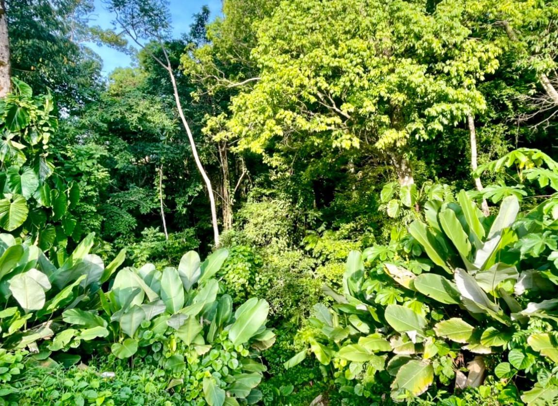 An Abundance Of Wildlife At Jungle Glory Home Abajo Manuel Antonio Exterior photo