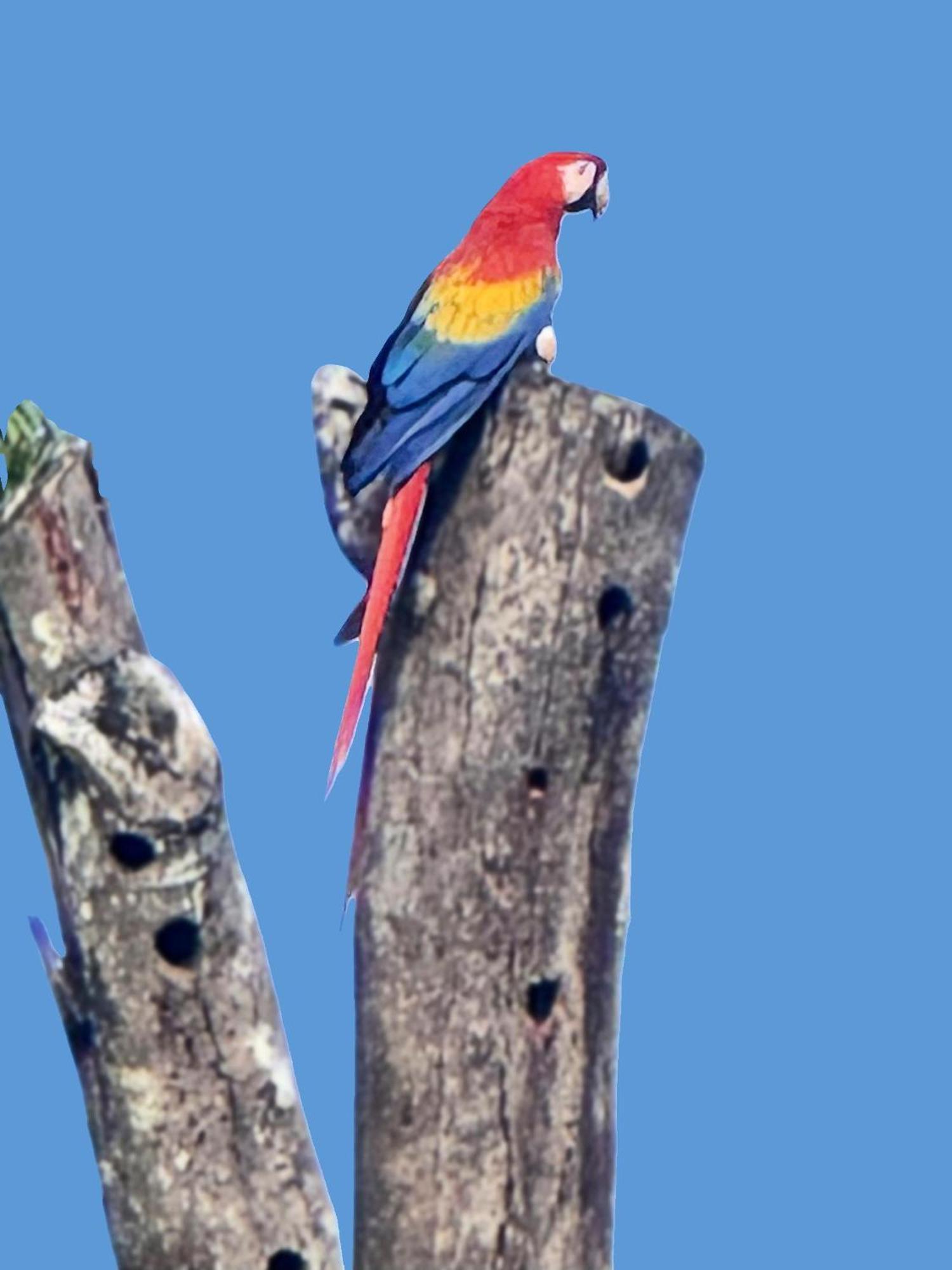An Abundance Of Wildlife At Jungle Glory Home Abajo Manuel Antonio Exterior photo