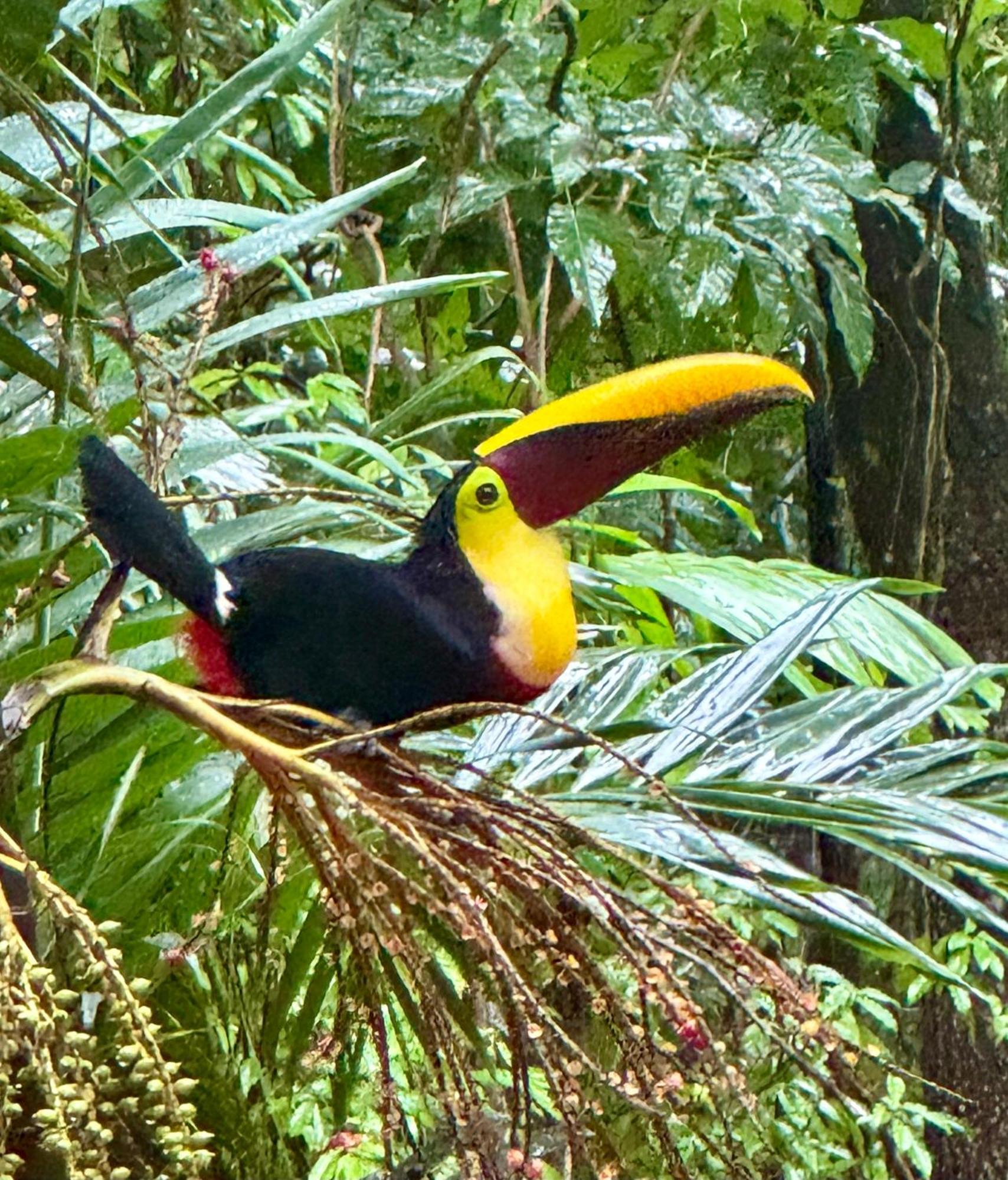 An Abundance Of Wildlife At Jungle Glory Home Abajo Manuel Antonio Exterior photo